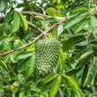 Load image into Gallery viewer, Sour Sop Tea