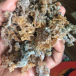 Load image into Gallery viewer, Sea Moss Premium 2 Ounces