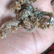 Load image into Gallery viewer, Sea Moss Premium 2 Ounces