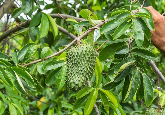 Sour Sop Tea
