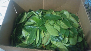 Sour Sop Tea