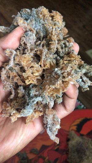 Sea Moss Premium 2 Ounces