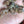 Load image into Gallery viewer, Sea Moss Premium 2 Ounces
