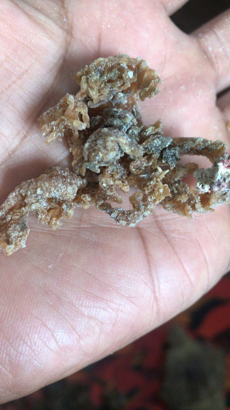 Sea Moss Premium 2 Ounces