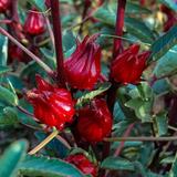 WHOLESALE SORREL DRIED